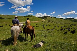 Cattle Drive Image