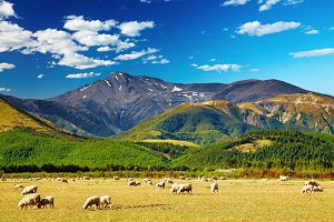 Herd Mountain View Image