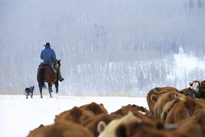 Rancher and Herd in Snow Image