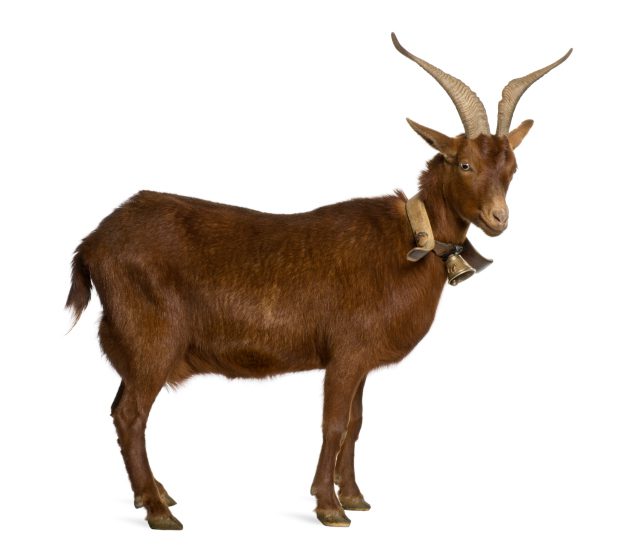 Goat Image