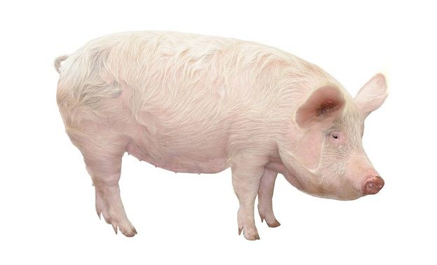 Pork Image